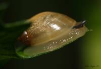 Succineidae - Янтарки
