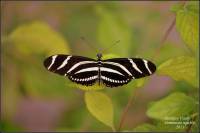 zebra long-wing butterfly or zebra heliconian.