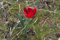 Tulipa suaveolens - Тюльпан Шренка