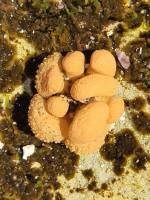 Demospongiae (Porifera) - Обыкновенные губки