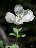 Paeonia daurica - Пион крымский, также пион таврический, пион триждытройчатый
