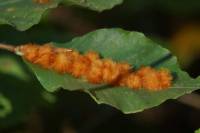 Hartigiola annulipes - Галлица буковая пучкообразная