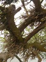 Avicennia germinans - Чёрное мангровое дерево, Чёрный мангр
