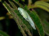 Tettigoniidae - Phaneropteridae (subfamily group) - Пластинокрылы