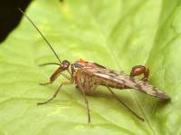 Panorpidae - Скорпионницы настоящие