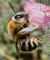 Apidae - Пчелиные