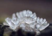 Ceratiomyxa fruticulosa - Цератомикса кустарничковая