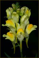 Linaria vulgaris - Льнянка обыкновенная