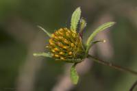 Bidens frondosa - Череда олиственная