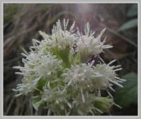Mikania micrantha - Микания мелкоцветковая