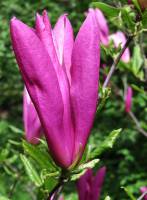 Magnolia liliiflora - Магнолия лилиецветная