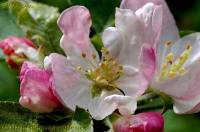 Rosaceae - Розовые