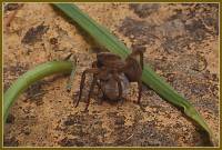 Dolomedes plantarius - Большой сплавной паук