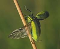 Chlorophanus viridis - Долгоносик зелёный (Слоник-зеленушка)