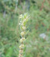 Bassia scoparia - Прутняк веничный, бассия веничная