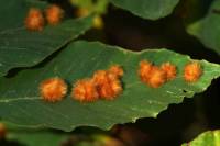 Hartigiola annulipes - Галлица буковая пучкообразная