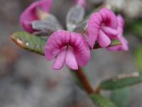Mirbelia rubiifolia