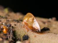 Membracidae - Горбатки