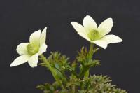 Clematis marmoraria - Клематис мраморный