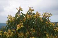 Arbutus unedo - Земляничное дерево крупноплодное