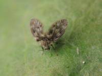Psychodidae - Бабочницы