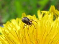 Dictynidae - Диктиновые пауки-ткачи