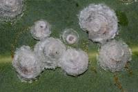 Glycaspis brimblecombei