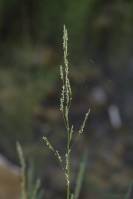 Glyceria notata - Манник отмеченный