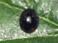 Exochomus nigromaculatus