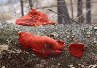Pycnoporus cinnabarinus - Трутовик киноварно-красный