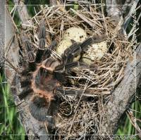 Theraphosidae - Пауки-птицееды