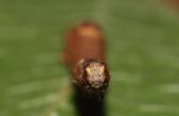 Plagodis pulveraria - Пяденица перистоусая ивовая