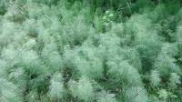 Equisetum sylvaticum - Хвощ лесной