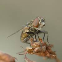 Diptera - Двукрылые (мухи, комары)