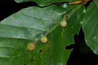 Mikiola orientalis - Галлица буковая восточная
