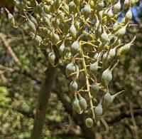 Bocconia frutescens