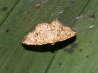 Geometridae - Sterrhinae