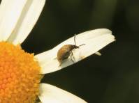 Chrysomelidae -  Bruchinae - Зерновки