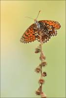 Melitaea cinxia - Шашечница обыкновенная