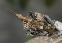 Pyrgomorpha conica - Пиргоморфа пустынная