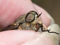 Tabanidae - Слепни