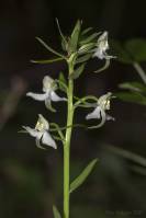 Platanthera chlorantha - Любка зеленоцветковая, Любка зелёноцветная