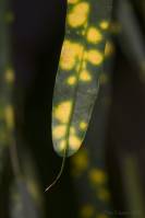 Codiaeum variegatum - Кодиеум пёстрый