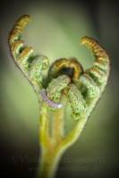 Орляк обыкновенный (Pterídium aquilínum)