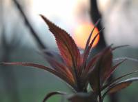 Sambucus racemosa - Бузина красная