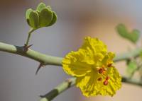 Parkinsonia florida - Паркинсония цветущая