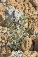 Fumaria parviflora - Дымянка мелкоцветковая