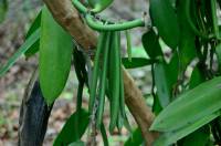 Vanilla planifolia - Ваниль плосколистная