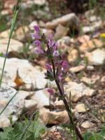 Salvia hierosolymitana - Шалфей иерусалимский