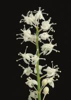 Maianthemum bifolium - Майник двулистный